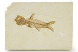 Detailed Fossil Fish (Amphiplaga) - Uncommon Species #379342-1
